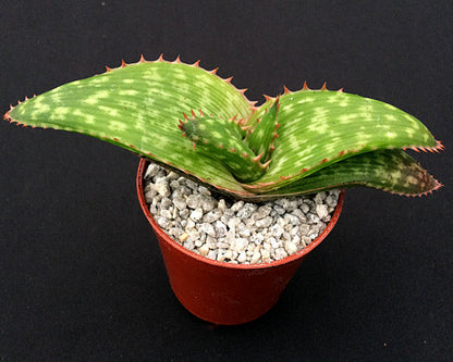 Aloe branddraaiensis