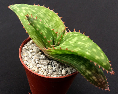 Aloe branddraaiensis