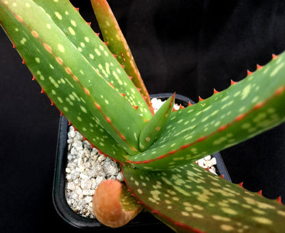 Aloe camperi 'Cornuta'