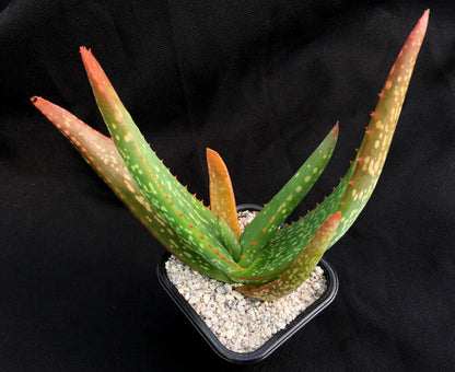 Aloe camperi 'Cornuta'