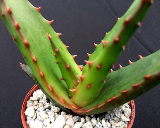 Aloe comosa