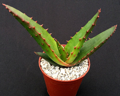 Aloe comosa