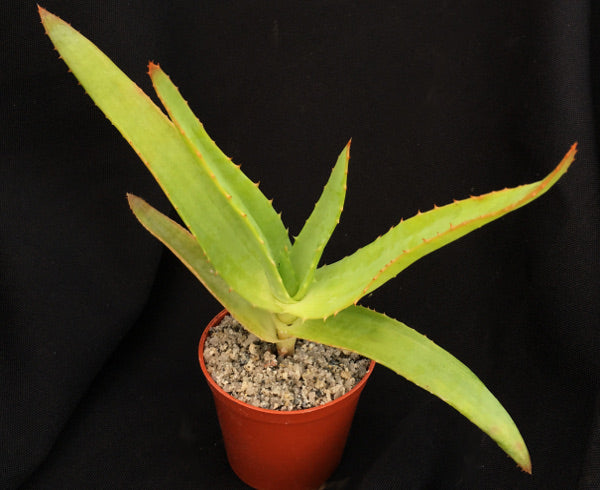 Aloe thraskii