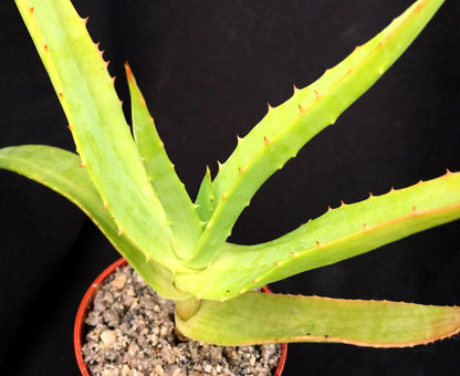 Aloe thraskii