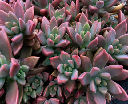 x Graptosedum 'Alpenglow'