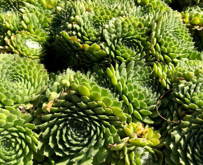 Sempervivum arachnoideum 'Alpha'