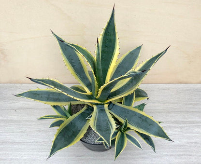 Agave americana 'Variegata'