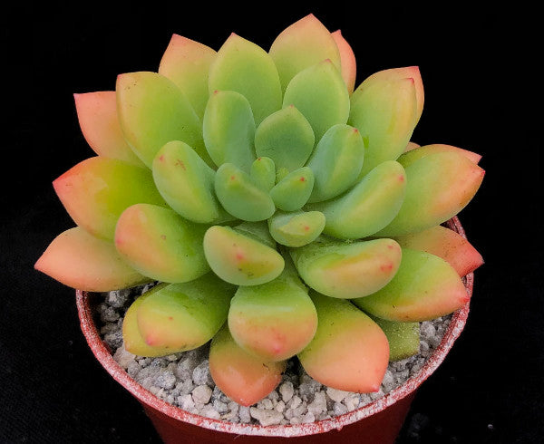 Echeveria amoena