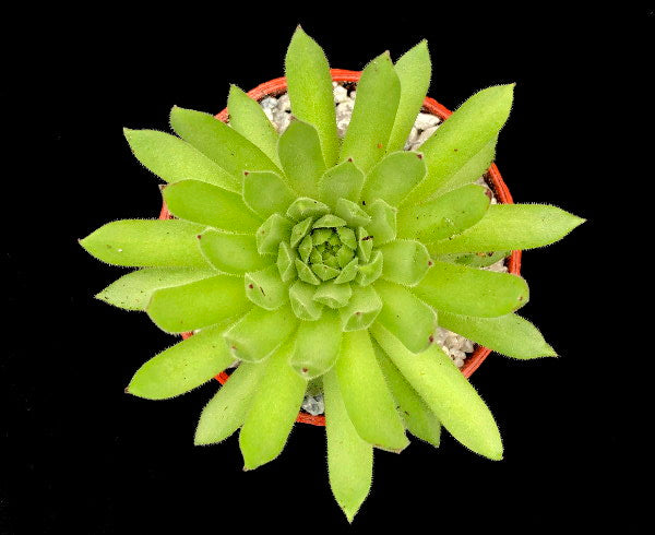 Sempervivum 'Angorite'