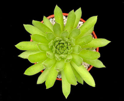 Sempervivum 'Angorite'