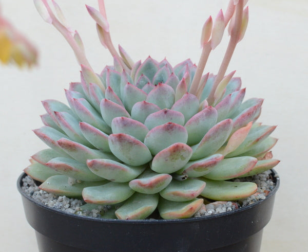 echeveria apus succulent plant Echeveria 'Apus' – Surreal Succulents
