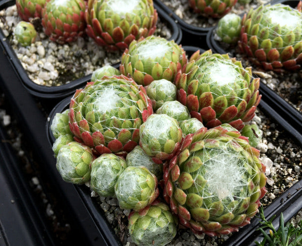 Sempervivum arachnoideum