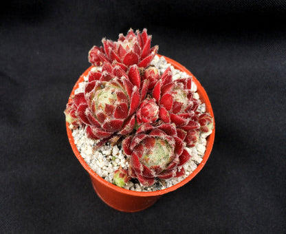 Sempervivum arachnoideum 'Rubin'