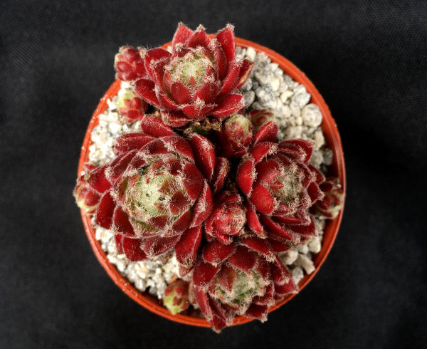 Sempervivum arachnoideum 'Rubin'