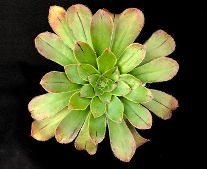 Aeonium arboreum v. holochrysum