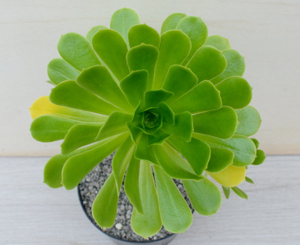 Aeonium arboreum