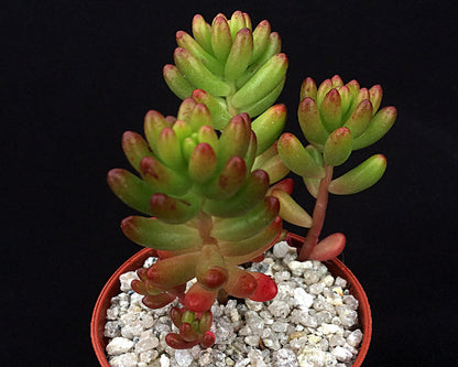 Sedum x rubrotinctum