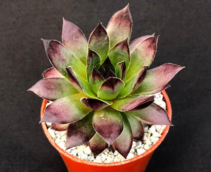 Sempervivum 'Azrael'