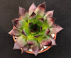 Sempervivum 'Azrael'