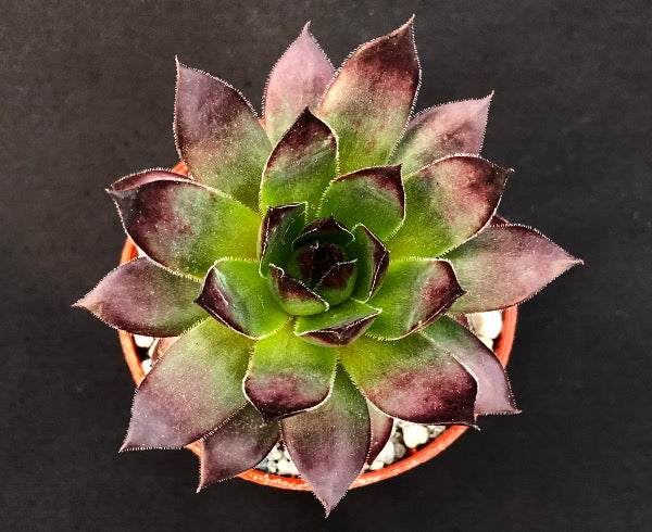 Sempervivum 'Azrael'