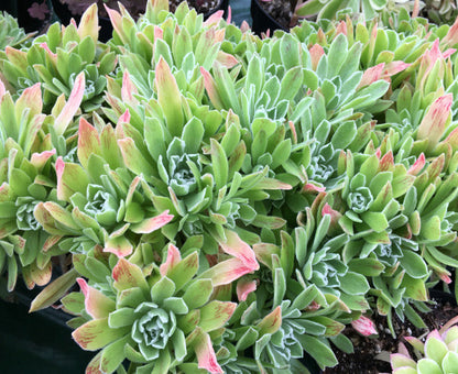 Aeonium goochiae 'Ballerina'