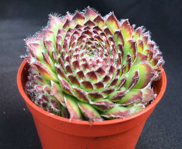 Sempervivum 'Beautiful'