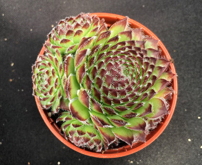 Sempervivum 'Beautiful'