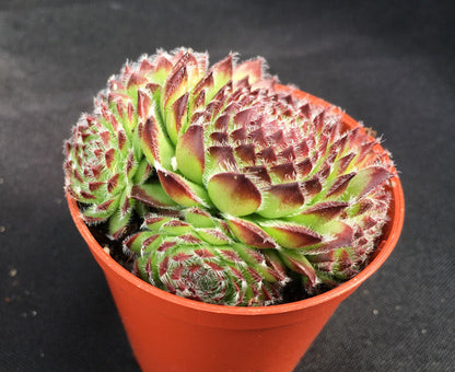 Sempervivum 'Beautiful'