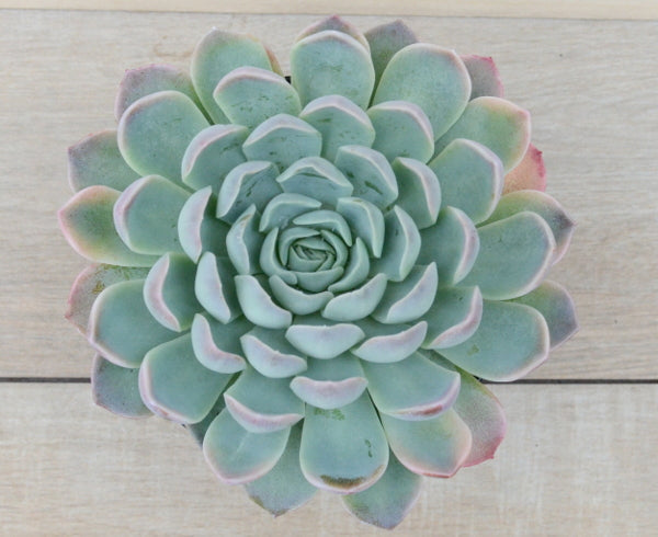 big blue succulent Echeveria 'Big Blue' – Surreal Succulents