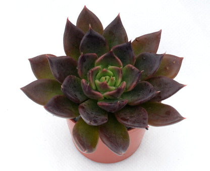 Echeveria 'Black Prince'