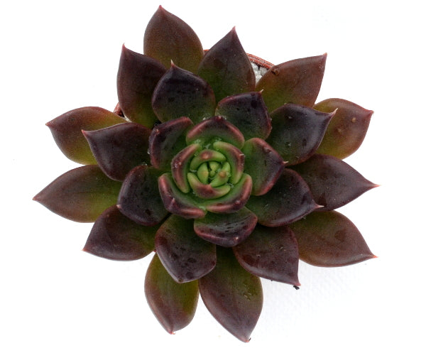 Echeveria 'Black Prince'