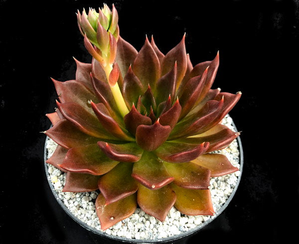 Echeveria 'Black Prince'