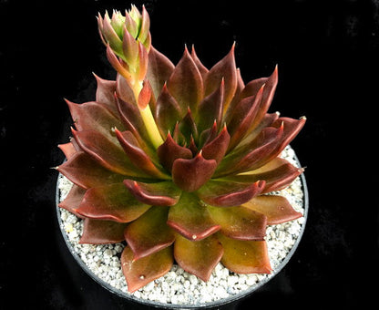 Echeveria 'Black Prince'