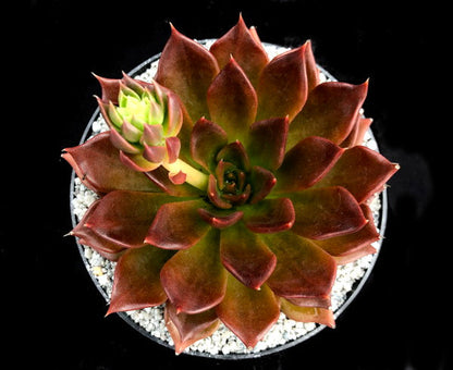 Echeveria 'Black Prince'