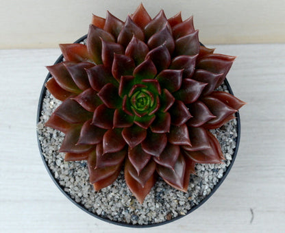 Echeveria 'Black Prince'