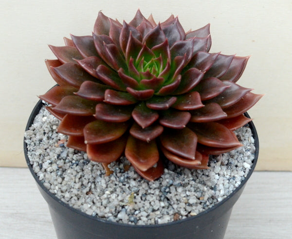 Echeveria 'Black Prince'