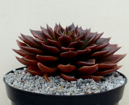 Echeveria 'Black Prince'