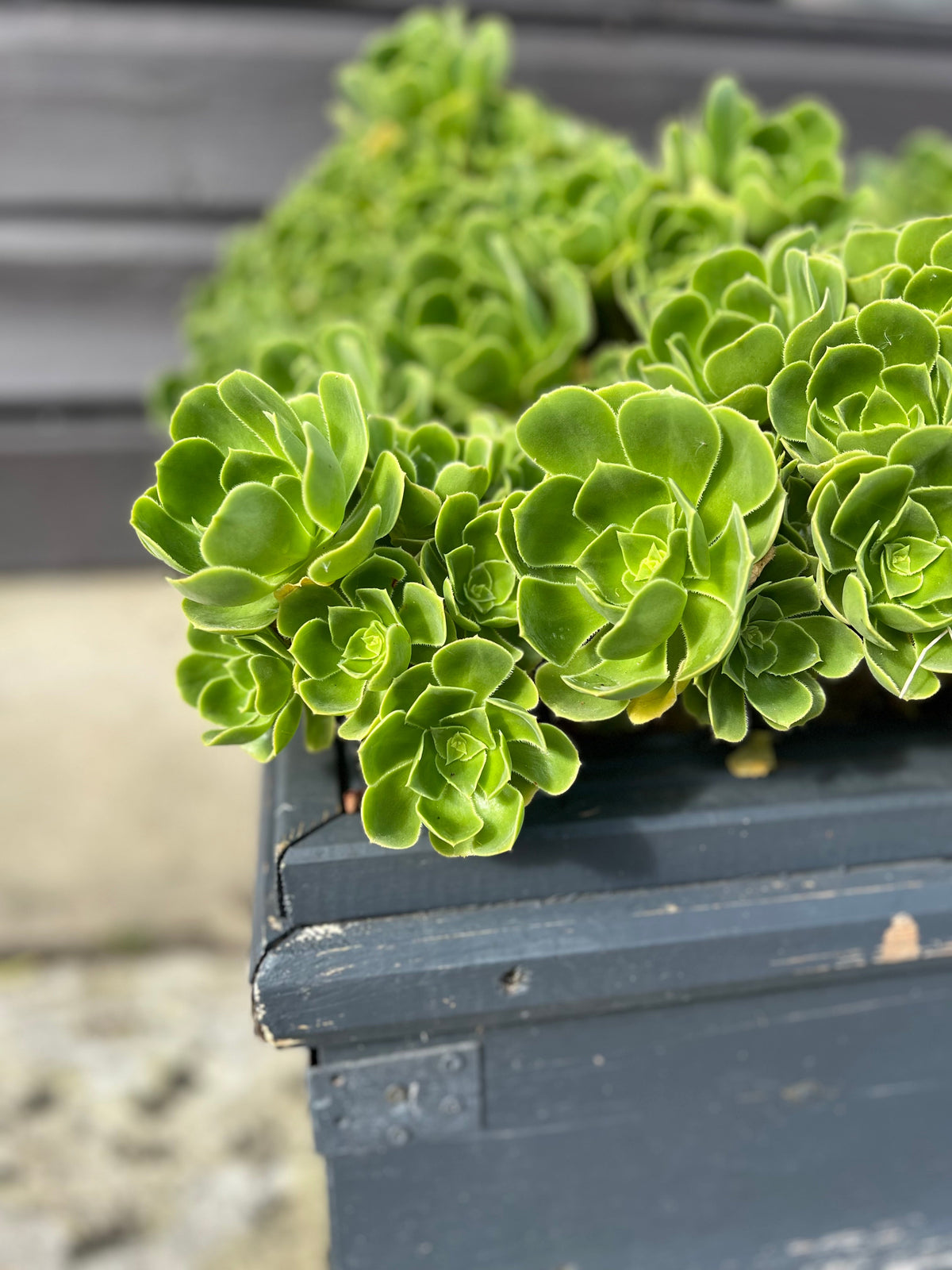 Pale green Aeonium rosettes growing over the edge of a dark grey wooden planter