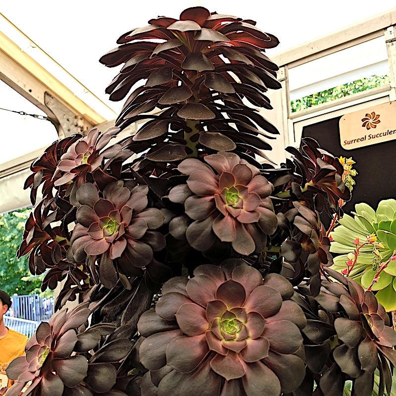 Tall mature Aeonium 'Blood' with dark bronze-red rosettes on branching stems, on a display stand