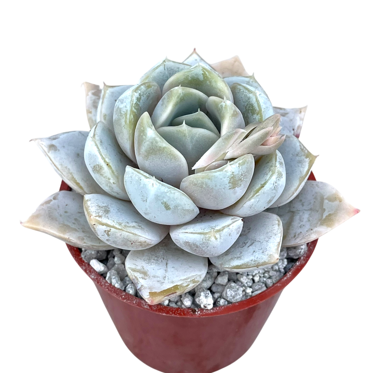 Echeveria 'Snow Bunny' rosette of pale blue-grey leaves with pink tips
