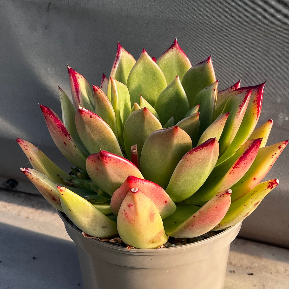 Echeveria agavoides 'Tango' in a pot, green leaves flushed orange with red tips