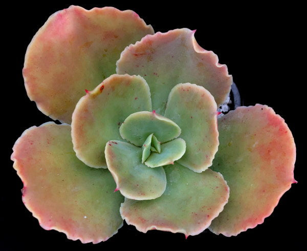 Echeveria 'Blondie'