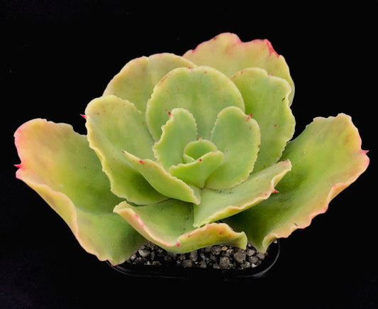 Echeveria 'Blondie'