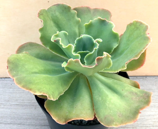 Echeveria 'Blondie'