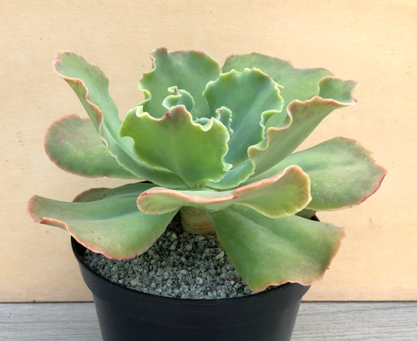 Echeveria 'Blondie'