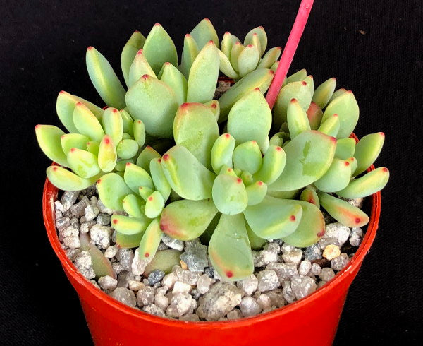 x Graptoveria 'Blush Mint'