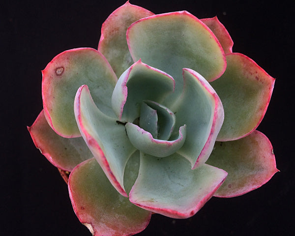 Echeveria 'Blue Mayes'