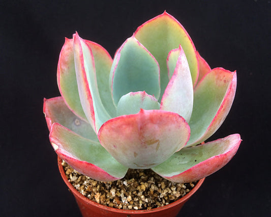 Echeveria 'Blue Mayes'