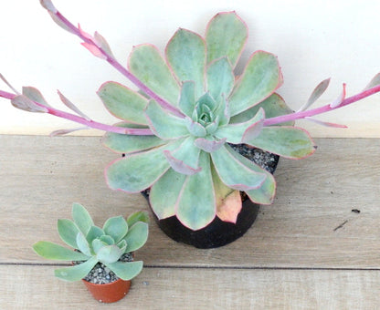 Echeveria 'Blue Mayes'