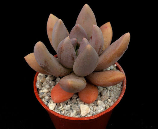 x Sedeveria 'Blue Mist'
